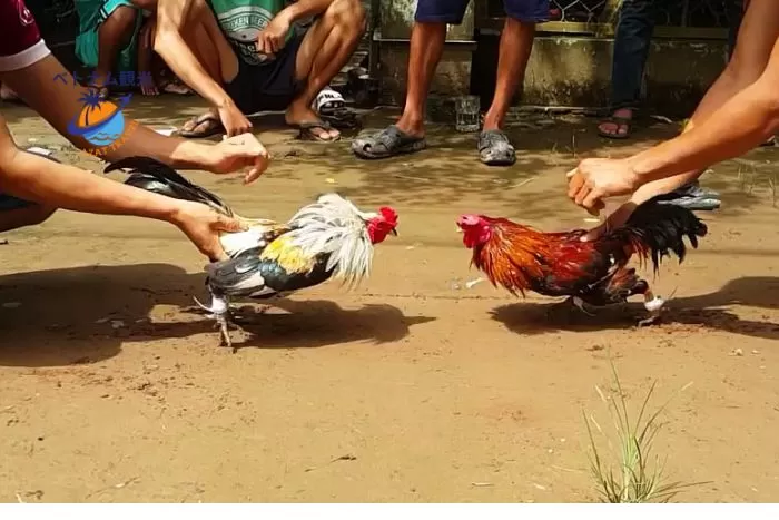 ハノイの闘鶏・ベトナム人男性を興奮させる「闘鶏」・ハノイお祭り・ハノイ観光